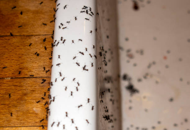 Best Residential Pest Control  in Providence, UT