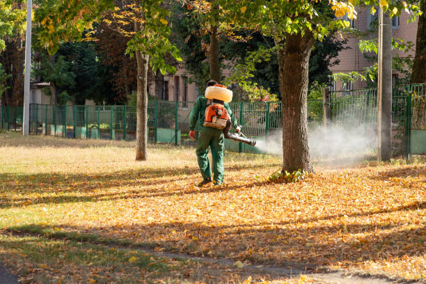 Best Flea Control Services  in Providence, UT