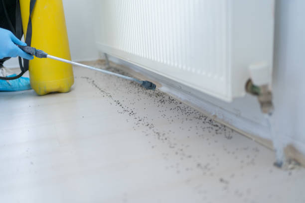 Best Emergency Pest Control  in Providence, UT